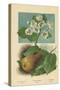 Pear-Blossom. Pear-William Henry James Boot-Stretched Canvas