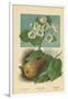 Pear-Blossom. Pear-William Henry James Boot-Framed Giclee Print