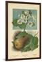 Pear-Blossom. Pear-William Henry James Boot-Framed Giclee Print