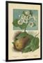 Pear-Blossom. Pear-William Henry James Boot-Framed Giclee Print