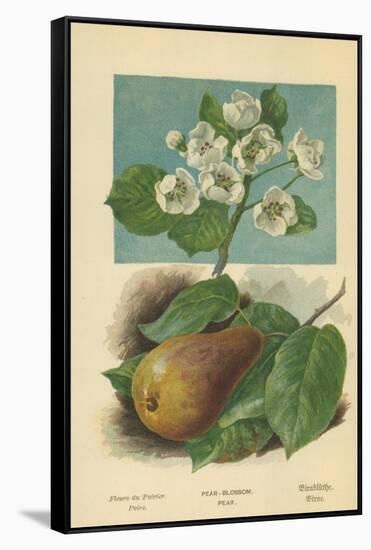 Pear-Blossom. Pear-William Henry James Boot-Framed Stretched Canvas