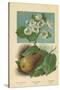 Pear-Blossom. Pear-William Henry James Boot-Stretched Canvas