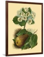 Pear Blossom-Vision Studio-Framed Art Print