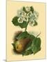 Pear Blossom-Vision Studio-Mounted Art Print