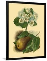 Pear Blossom-Vision Studio-Framed Art Print