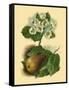 Pear Blossom-Vision Studio-Framed Stretched Canvas