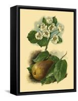 Pear Blossom-Vision Studio-Framed Stretched Canvas