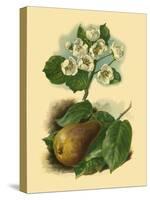 Pear Blossom-Vision Studio-Stretched Canvas