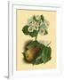 Pear Blossom-Vision Studio-Framed Art Print