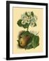 Pear Blossom-Vision Studio-Framed Art Print