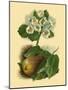 Pear Blossom-Vision Studio-Mounted Art Print