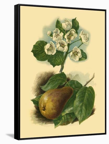 Pear Blossom-Vision Studio-Framed Stretched Canvas