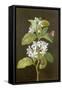 Pear Blossom-Barbara Regina Dietzsch-Framed Stretched Canvas