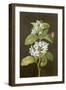 Pear Blossom-Barbara Regina Dietzsch-Framed Giclee Print