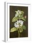 Pear Blossom-Barbara Regina Dietzsch-Framed Giclee Print