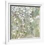 Pear Blossoms II-Herb Dickinson-Framed Photographic Print