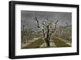 Pear Blossoms-David Winston-Framed Giclee Print