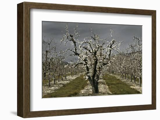 Pear Blossoms-David Winston-Framed Giclee Print