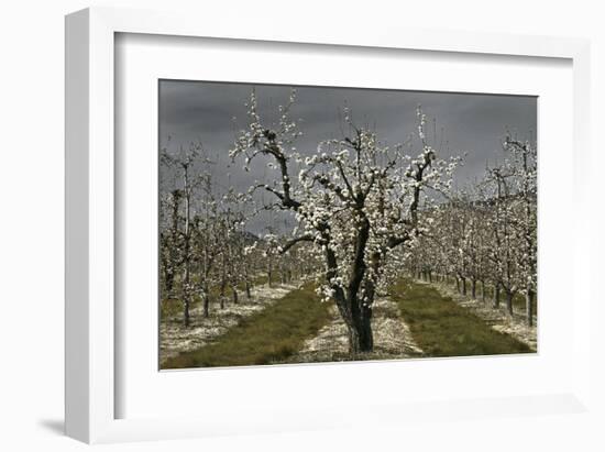 Pear Blossoms-David Winston-Framed Giclee Print