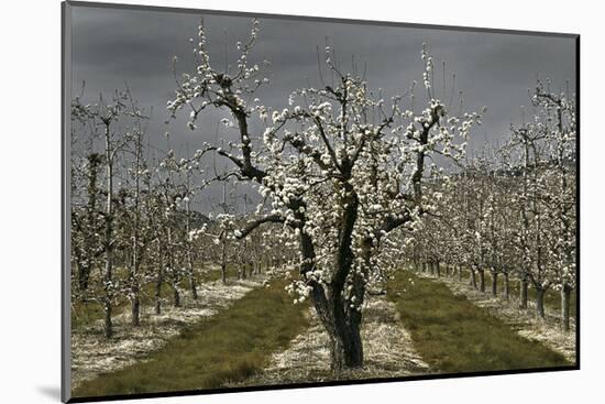 Pear Blossoms-David Winston-Mounted Giclee Print