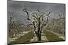 Pear Blossoms-David Winston-Mounted Giclee Print