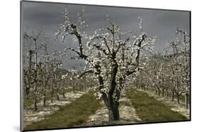 Pear Blossoms-David Winston-Mounted Giclee Print