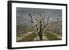 Pear Blossoms-David Winston-Framed Giclee Print