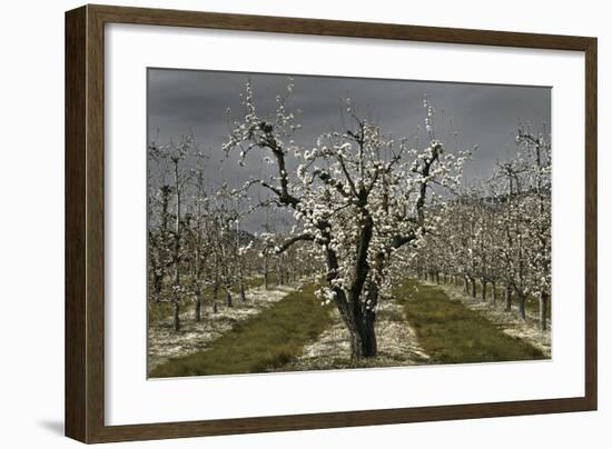 Pear Blossoms-David Winston-Framed Giclee Print