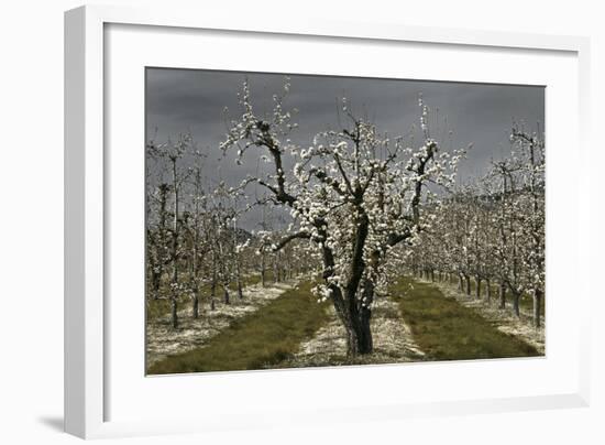 Pear Blossoms-David Winston-Framed Giclee Print