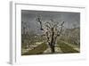 Pear Blossoms-David Winston-Framed Giclee Print