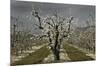 Pear Blossoms-David Winston-Mounted Giclee Print