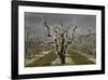 Pear Blossoms-David Winston-Framed Giclee Print