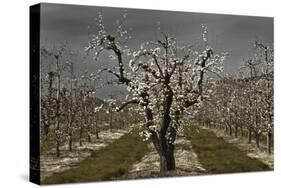 Pear Blossoms-David Winston-Stretched Canvas