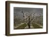 Pear Blossoms-David Lorenz Winston-Framed Art Print