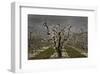 Pear Blossoms-David Lorenz Winston-Framed Art Print