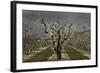 Pear Blossoms-David Lorenz Winston-Framed Art Print