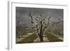 Pear Blossoms-David Lorenz Winston-Framed Art Print