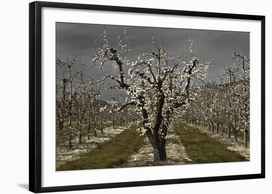 Pear Blossoms-David Lorenz Winston-Framed Art Print