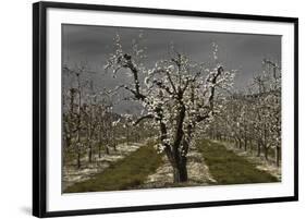 Pear Blossoms-David Lorenz Winston-Framed Art Print