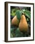 Pear Concorde-null-Framed Photographic Print