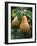 Pear Concorde-null-Framed Photographic Print