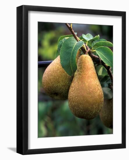 Pear Concorde-null-Framed Photographic Print