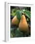 Pear Concorde-null-Framed Photographic Print