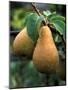 Pear Concorde-null-Mounted Photographic Print