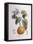 Pear Doyenné Roux Henry Louis Duhamel Du Monceau, Botanical Plate by Pierre Antoine Poiteau-null-Framed Stretched Canvas