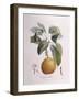 Pear Doyenné Roux Henry Louis Duhamel Du Monceau, Botanical Plate by Pierre Antoine Poiteau-null-Framed Giclee Print