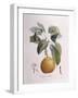 Pear Doyenné Roux Henry Louis Duhamel Du Monceau, Botanical Plate by Pierre Antoine Poiteau-null-Framed Giclee Print