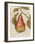 Pear Etching-Chad Barrett-Framed Art Print