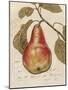 Pear Etching-Chad Barrett-Mounted Art Print