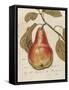 Pear Etching-Chad Barrett-Framed Stretched Canvas